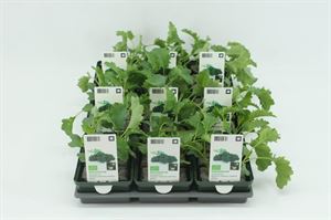 Afbeelding van Kool. Boerenkool Bio Set
